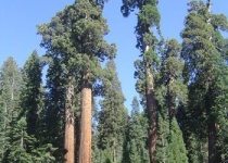 Park NP Sequoia, domov nejmohutnějších stromů planety 