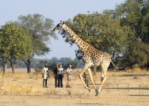 Jak podniknout soukromé safari v Zambii