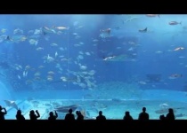 Okinawa - druhé největší akvárium 