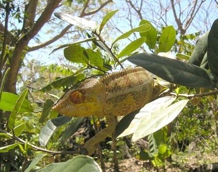 chameleon na Madagaskaru